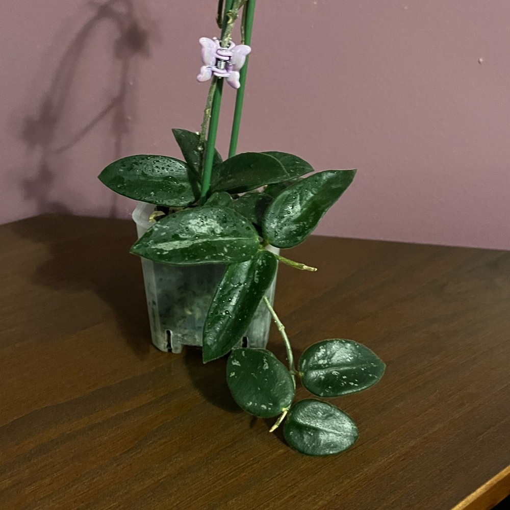 Hoya sp Yunnan China NOID Cutting
